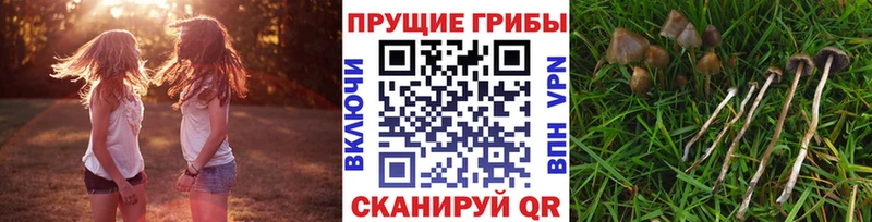 Галлюциногенные грибы Cubensis OMG ССЫЛКА Урюпинск дарнет шоп