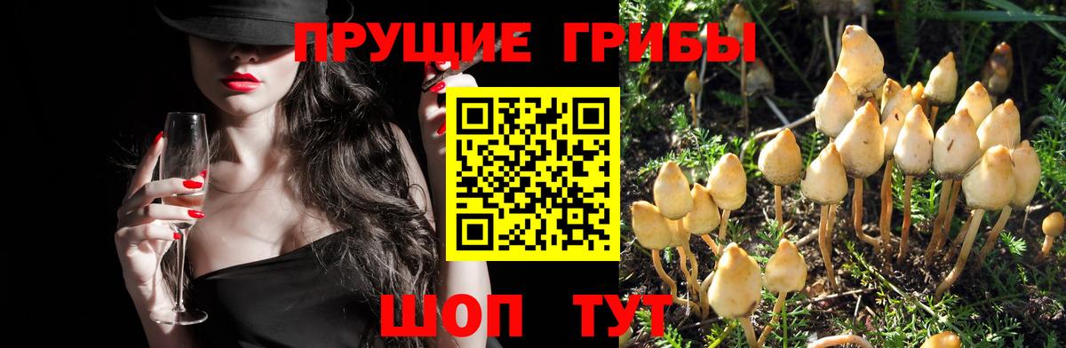 Псилоцибиновые грибы Magic Shrooms  Вход с VPN  Урюпинск 